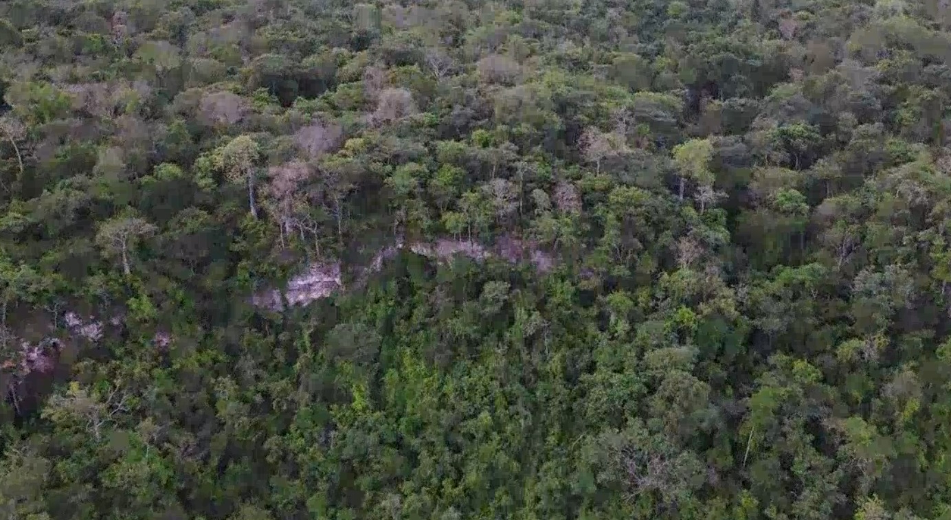 Voo de drone sobre a floresta